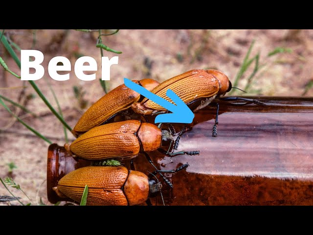 How BEER Lead these Insects to EXTINCTION?