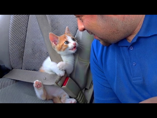 These Adorable Kittens Love Yapping With Their Humans Nonstop 🥰