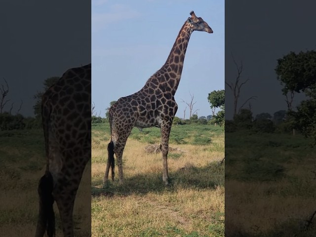 Safari Adventures in South Africa!