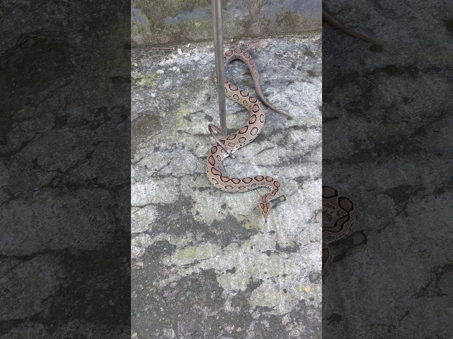 Russell’s viper snake 🐍 👀🫶🫰
