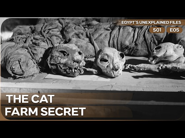 These Cats Were Killed for a Goddess | Egypts Unexplained Files | Season 1 Episode 5