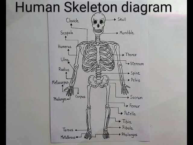 How to draw Human Skeleton diagram drawing step by step l Labeled diagram drawing of Human Skeleton