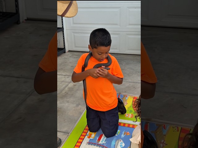 Mexican Black King-snake 🐍    #shorts #shortvideo #short