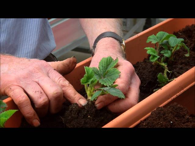 How to Grow Strawberries in a Planter | Easy UK Gardening Guide