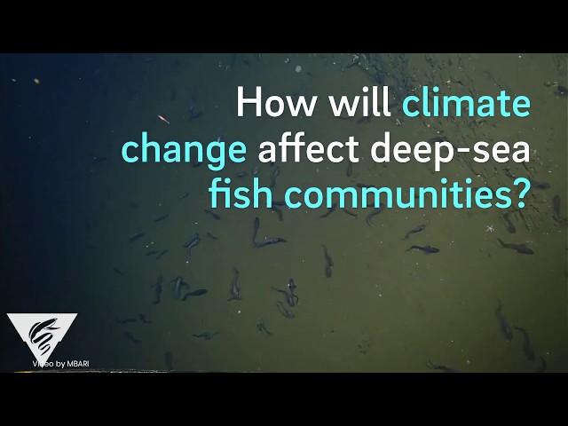 How will climate change affect deep-sea fish communities?