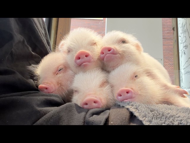 Piglet Pile!? Meet 5 Super Cute Baby Pigs in Japan!🐽