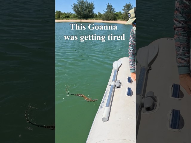 Running Goanna Taxi Services #wildlife #rescue #remote #australia