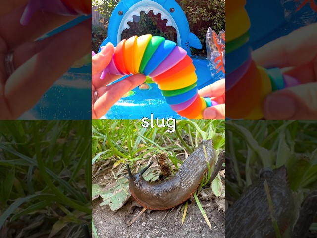 Toy Learning Fun | Kids Learn Bug Insect Names at the Shark Pool: Butterfly Weevil Slug Stag Beetle