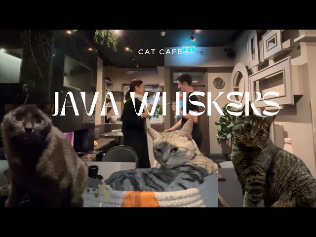 JAVA WHISKERS! CAT CAFE 🐈‍⬛🐈‍⬛