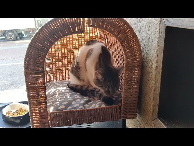 Cat cafe Java Whiskers in Stockholm