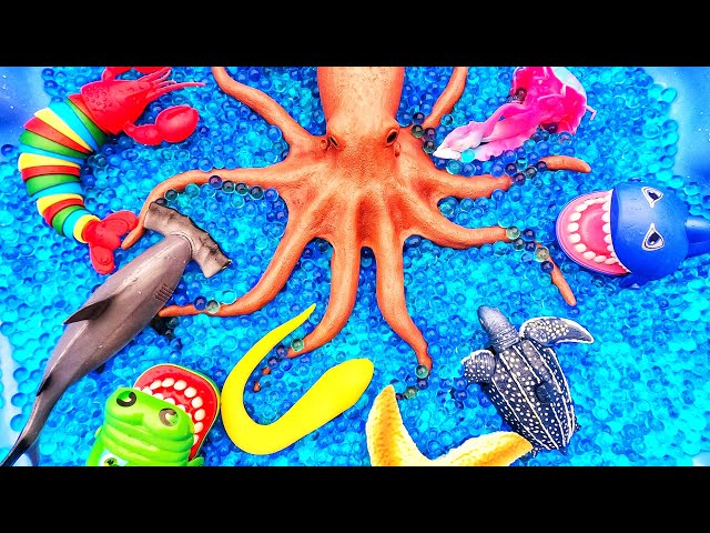 Learn Sea Animal Names & Facts for Babies Toddlers Preschoolers Kids | Water Beads