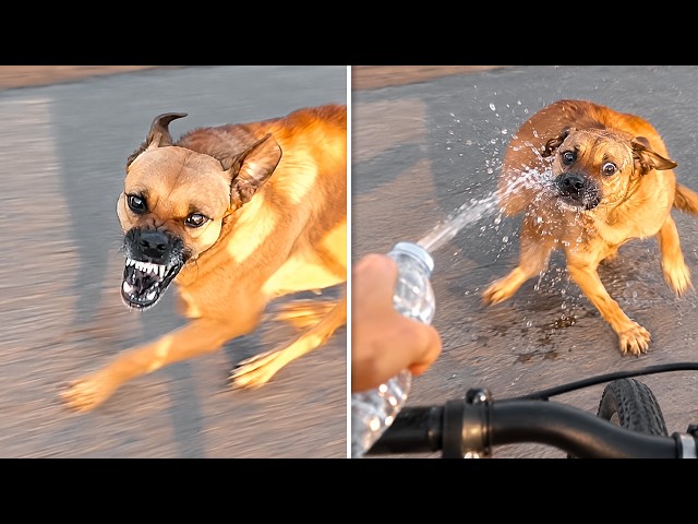 ANIMALES QUE RECIBIERON SU MERECIDO