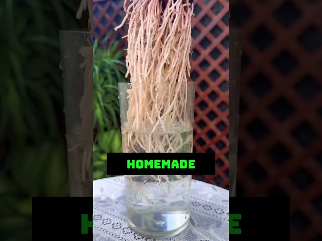 DIY Rooting Solution at Home 🌱💧 Sugar, Baking Soda & Vinegar Method||#RootingSolution #plants
