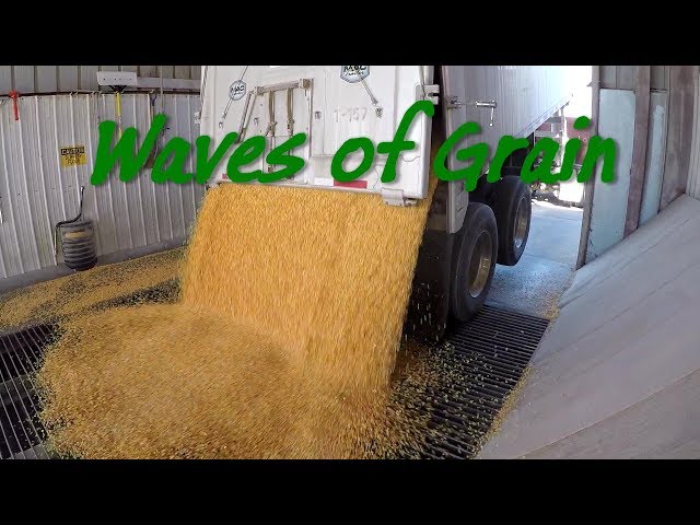 Waves of Grain! Why is it called an Elevator? Hauling Grain to Elevator with Marks' Family Farms