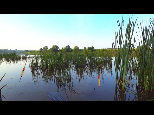 THE WATER IS BOILING WITH FISH! FLOAT FISHING IN RIVER REEDS.