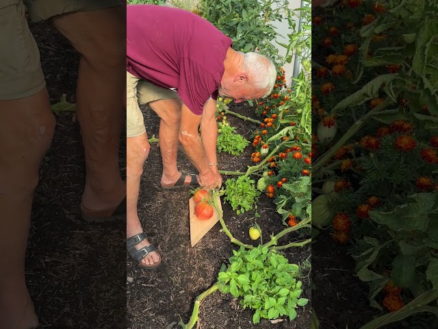Beef Tomatoes in Late Summer | Strong Growth Without Feed or Fertiliser