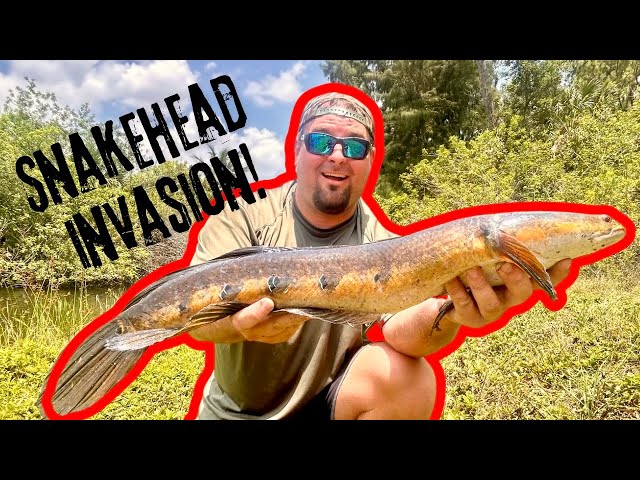 Catching GIANT INVASIVE FISH In South Florida! (Snakehead Fishing)
