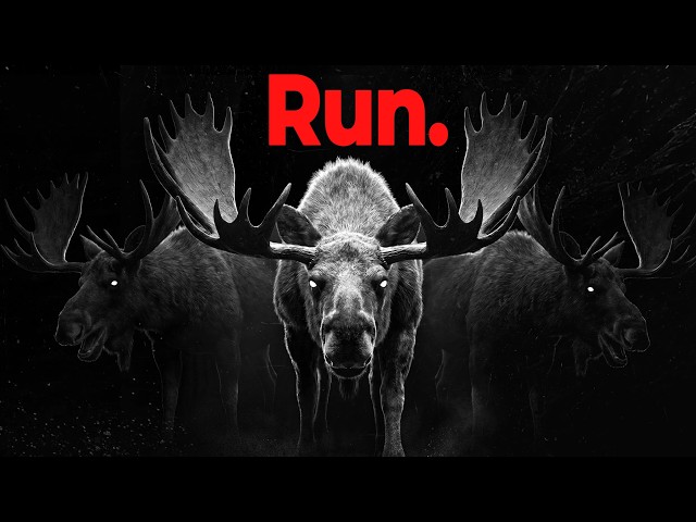 Why Wolves are Terrified of Moose