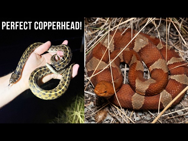 Stunning Copperhead Found in West Texas! Night Shining for Snakes in the Desert