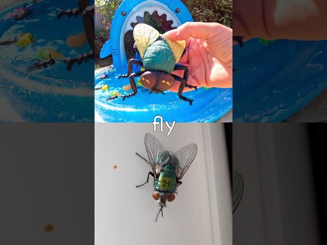 Fun Toys | Bug Insect Names for Kids to Learn at the Shark Pool: Fly Centipede Wasp Spider