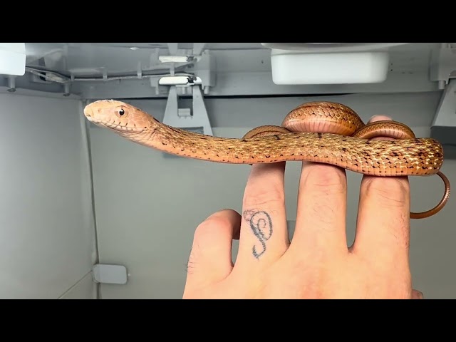 9/11/26 Carinata Female 1