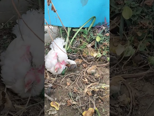 Baby chicken 😍 #hen #foryou #fypシ゚viral #shorts #ytsorts #trending #viralshorts