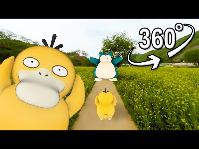 Psyduck's Canola field Walk | VR 360°