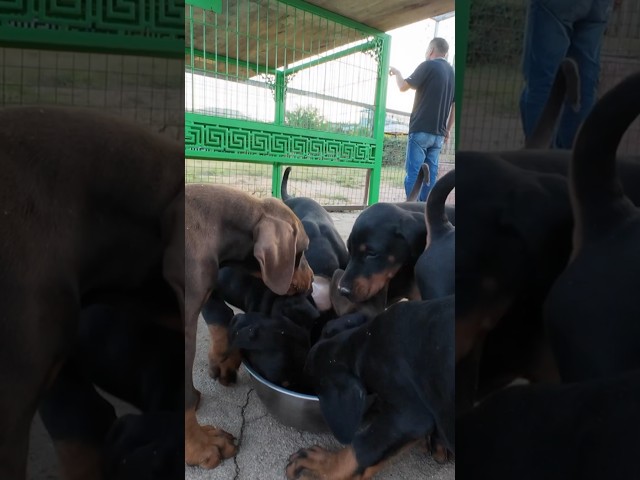 The Doberman Dog Trade Of China ๐จ๐ณ