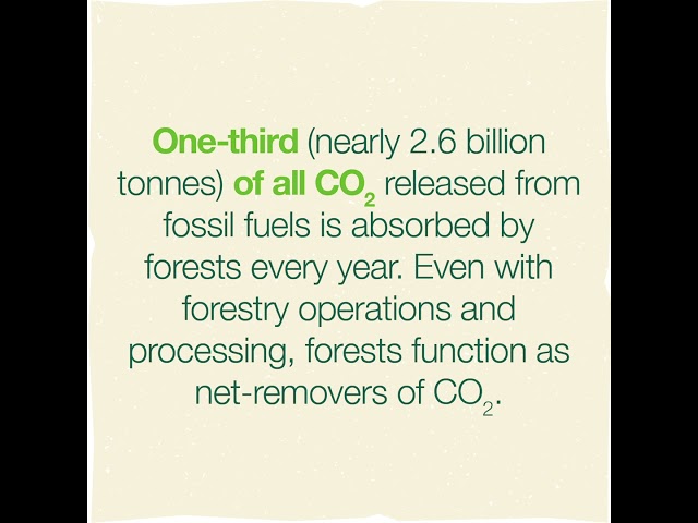 Importance of forests in responding to climate change