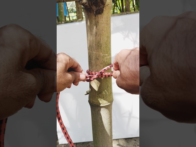 Clove Hitch Knot 🪢 | Easy Rope Knot Tutorial in Seconds! #Shorts