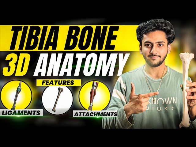 Tibia Bone Anatomy 3D - Lower Limb | Attachments of Tibia, Ligaments & Features | MBBS World