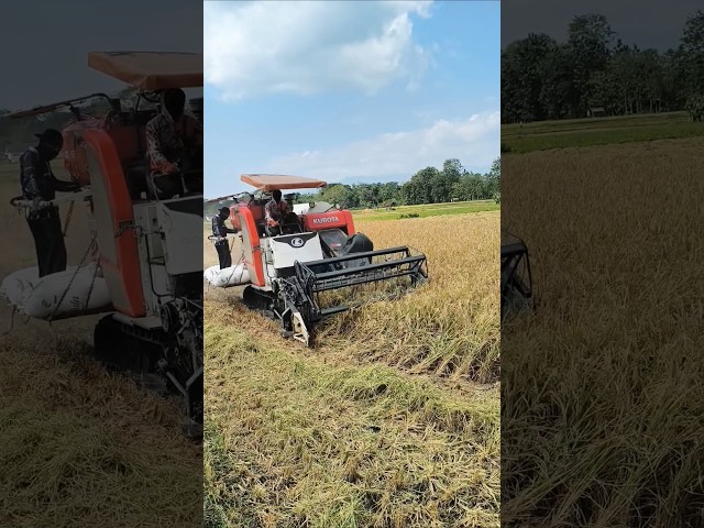 COMBINE HARVESTER KUBOTA DC93 eps 112 #kombisawah #combineharvester #kubota