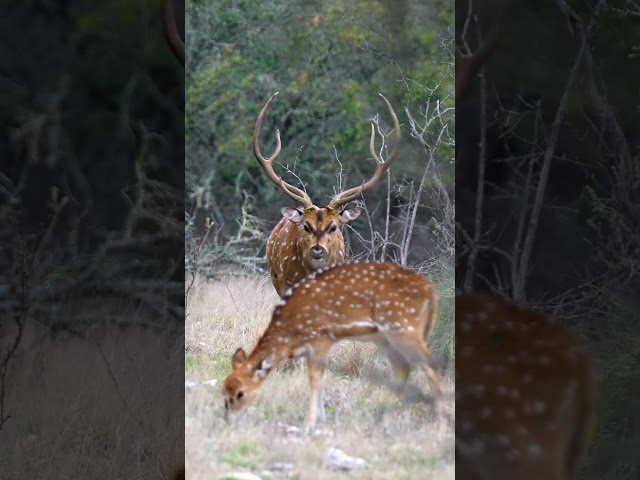Can it get any better? Perfect frontal on a big axis buck! Watch the full video on our channel.