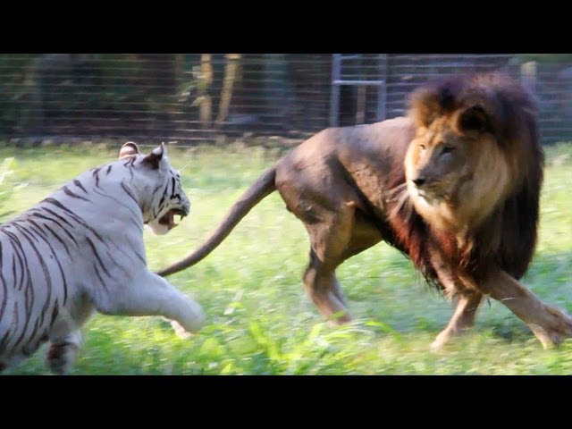 Big Cats in Slow Mo