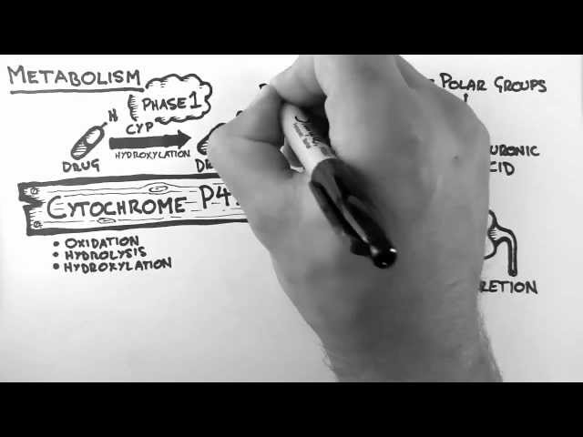 Pharmacokinetics 4 - Metabolism