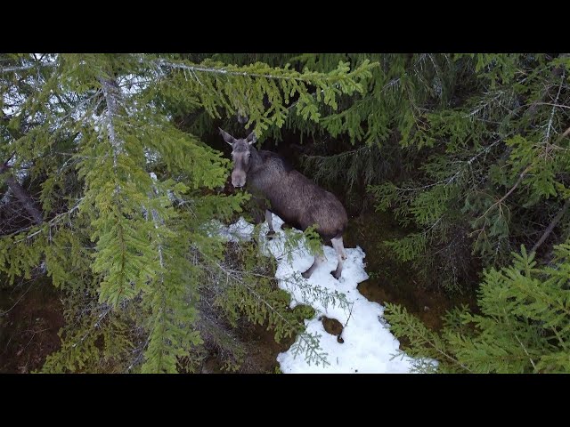Moose on close in norway