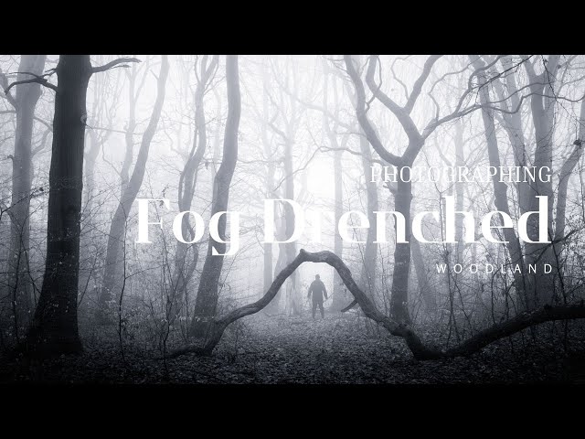 When the Forest Breathes: Photographing a Fog-Drenched Woodland