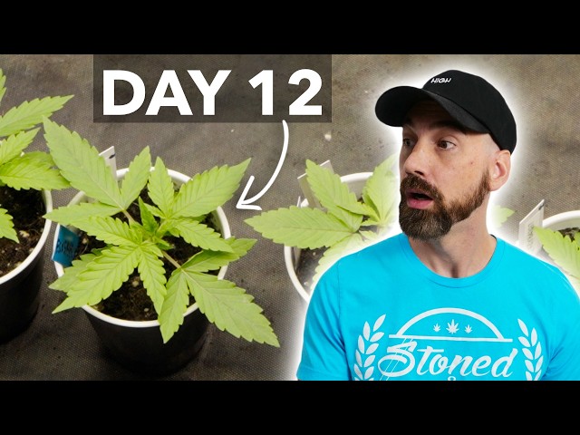 This Is What Healthy Seedlings Should Look Like…