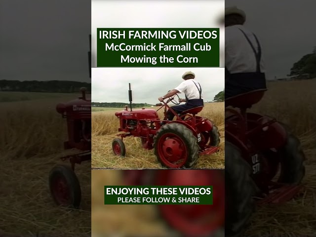 Mowing the Corn with A McCormick Farmall Cub Tractor #IrishFarming  #ruralireland #cuttingthecorn