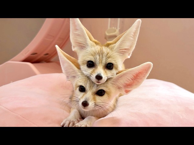 Japan’s First Fennec Fox Cafe! Getting Up Close with 6 Cuddly Foxes🦊