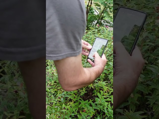 Plant ID Hack That's Faster Than Any Book #prepping #foraging #prepper