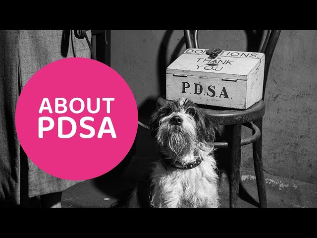 PDSA: About Us