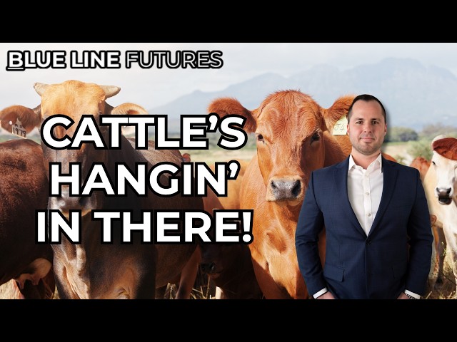 What's Helping This Cattle Market Hang Around? | Oliver Sloup 9/28