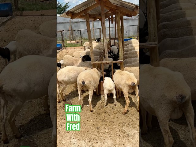 Dorper sheep farming #shorts #short  #shortsvideo