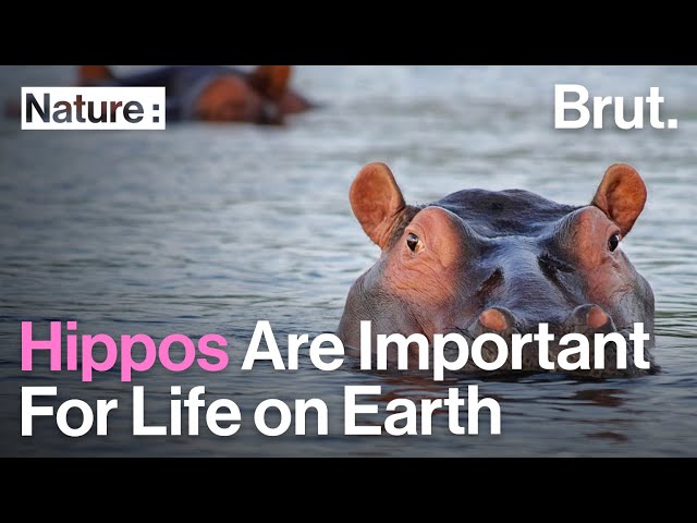 Hippopotamuses Feces Are Extremely Important for Life on Earth