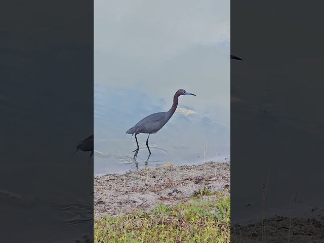 Happy Little Blue Heron